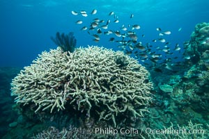 Various hard corals on pristine Fijian coral reef, Vatu I Ra Passage, Bligh Waters, Viti Levu  Island