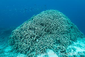 Pavona clavus hard coral on pristine Fijian coral reef, Pavona clavus, Nigali Passage, Gau Island, Lomaiviti Archipelago