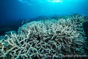 Staghorn coral Acropora palifera on pristine Fijian coral reef, Acropora palifera, Wakaya Island, Lomaiviti Archipelago