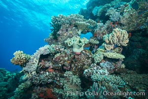 Various hard corals on pristine Fijian coral reef, Vatu I Ra Passage, Bligh Waters, Viti Levu  Island