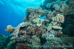 Various hard corals on pristine Fijian coral reef, Vatu I Ra Passage, Bligh Waters, Viti Levu  Island
