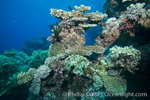 Various hard corals on pristine Fijian coral reef, Vatu I Ra Passage, Bligh Waters, Viti Levu  Island