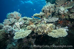 Various hard corals on pristine Fijian coral reef, Vatu I Ra Passage, Bligh Waters, Viti Levu  Island