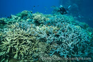 Staghorn coral (Acropora palifera) and other hard corals on pristine Fijian coral reef, Acropora palifera, Vatu I Ra Passage, Bligh Waters, Viti Levu  Island