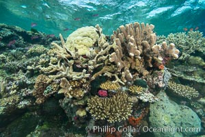 Various hard corals on pristine Fijian coral reef, Vatu I Ra Passage, Bligh Waters, Viti Levu  Island
