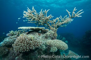 Various hard corals on pristine Fijian coral reef, Vatu I Ra Passage, Bligh Waters, Viti Levu  Island