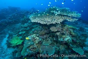 Various hard corals on pristine Fijian coral reef, Wakaya Island, Lomaiviti Archipelago