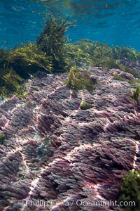 Various kelp and algae, shallow water, Asparagopsis taxiformis, Guadalupe Island (Isla Guadalupe)