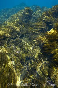 Various kelp and algae, shallow water, Stephanocystis dioica, Guadalupe Island (Isla Guadalupe)