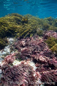 Various kelp and algae, shallow water, Asparagopsis taxiformis, Guadalupe Island (Isla Guadalupe)