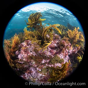 Various marine algae, San Clemente Island