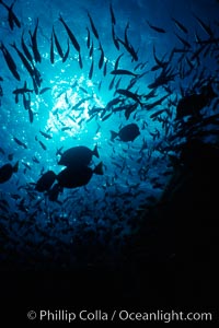 Various schooling fish