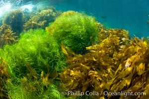 Various species of marine algae, kelp and surfgrass cover the rocky reef just below the waves at San Clemente Island, California