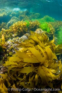Various species of marine algae, and surfgrass cover the rocky reef, San Clemente Island