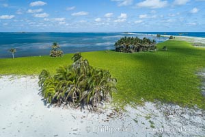 Vegetation and coconut palms at Clipperton Island, aerial photo. Clipperton Island is a spectacular coral atoll in the eastern Pacific. By permit HC / 1485 / CAB (France)