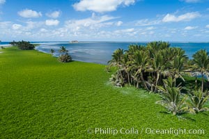 Vegetation and coconut palms at Clipperton Island, aerial photo. Clipperton Island is a spectacular coral atoll in the eastern Pacific. By permit HC / 1485 / CAB (France)