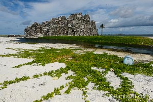 Vegetation on Clipperton Island