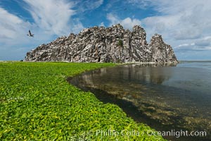 Vegetation on Clipperton Island