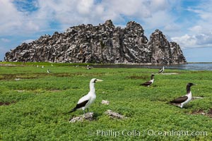 Vegetation, Boobies and Clipperton Rock on Clipperton Island