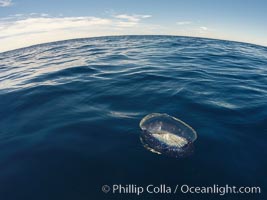 Velella, By The Wind Sailor, colonial hydroid, adrift on the ocean surface, Velella velella