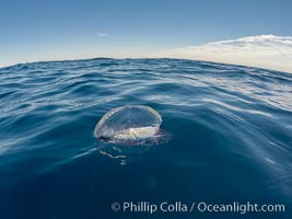 Velella, By The Wind Sailor, colonial hydroid, adrift on the ocean surface, Velella velella