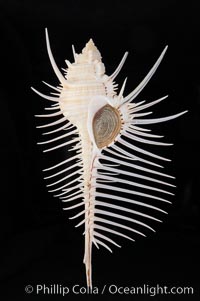 Venus comb murex.  Scientists speculate that the distinctively long and narrow spines are a protection against fish and other mollusks and prevent the mollusk from sinking into the soft, sandy mud where it is commonly found, Murex pecten