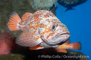 Vermillion rockfish, Sebastes miniatus