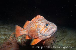 Vermillion rockfish, Sebastes miniatus