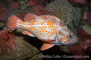 Vermillion rockfish, Sebastes miniatus