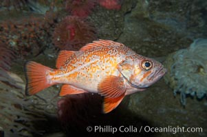 Vermillion rockfish, Sebastes miniatus