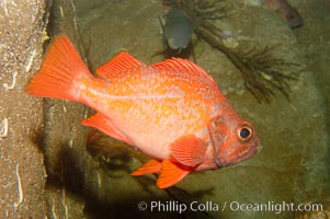 Vermillion rockfish, Sebastes miniatus