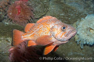 Vermillion rockfish, Sebastes miniatus