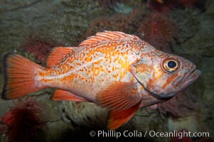 Vermillion rockfish, Sebastes miniatus