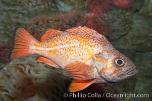 Vermillion rockfish, Sebastes miniatus