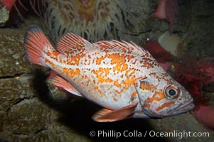 Vermillion rockfish, Sebastes miniatus
