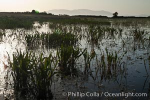 Vernal pool, full of water following spring rains, Santa Rosa Plateau, Santa Rosa Plateau Ecological Reserve, Murrieta, California