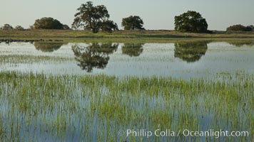 Vernal pool, full of water following spring rains, Santa Rosa Plateau, Santa Rosa Plateau Ecological Reserve, Murrieta, California