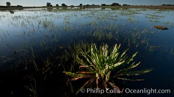 Vernal pool, full of water following spring rains, Santa Rosa Plateau, Santa Rosa Plateau Ecological Reserve, Murrieta, California