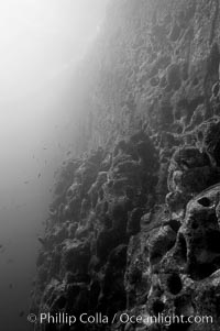 Vertical volcanic wall, Gordon Rocks