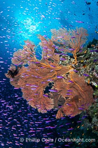 Vibrant and beautiful coral reef with soft corals and fishes, Fiji Islands, Wakaya Island