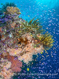 Vibrant and beautiful coral reef with soft corals and fishes, Fiji Islands, Wakaya Island