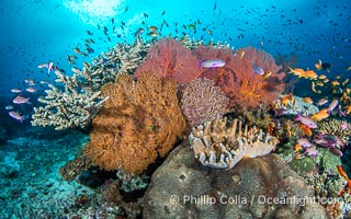 Vibrant and beautiful coral reef with soft corals and fishes, Fiji Islands, Vatu I Ra Passage, Bligh Waters, Viti Levu Island