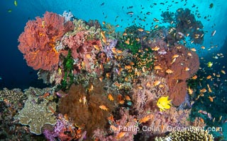 Vibrant and beautiful coral reef with soft corals and fishes, Fiji Islands, Vatu I Ra Passage, Bligh Waters, Viti Levu Island