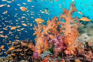 Dendronephthya soft corals and schooling Anthias fishes, feeding on plankton in strong ocean currents over a pristine coral reef. Fiji is known as the soft coral capitlal of the world, Dendronephthya, Pseudanthias, Gau Island, Lomaiviti Archipelago