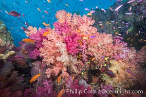 Dendronephthya soft corals and schooling Anthias fishes, feeding on plankton in strong ocean currents over a pristine coral reef. Fiji is known as the soft coral capitlal of the world, Dendronephthya, Pseudanthias, Namena Marine Reserve, Namena Island