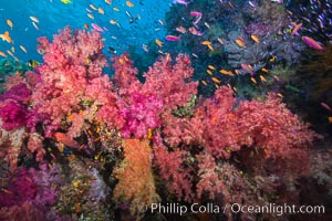 Dendronephthya soft corals and schooling Anthias fishes, feeding on plankton in strong ocean currents over a pristine coral reef. Fiji is known as the soft coral capitlal of the world, Dendronephthya, Pseudanthias, Namena Marine Reserve, Namena Island