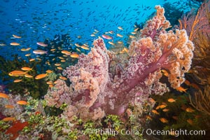 Dendronephthya soft corals and schooling Anthias fishes, feeding on plankton in strong ocean currents over a pristine coral reef. Fiji is known as the soft coral capitlal of the world.