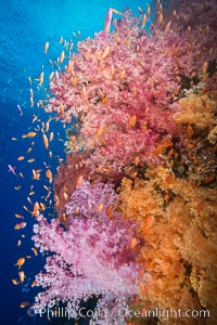Dendronephthya soft corals and schooling Anthias fishes, feeding on plankton in strong ocean currents over a pristine coral reef. Fiji is known as the soft coral capitlal of the world, Dendronephthya, Pseudanthias, Vatu I Ra Passage, Bligh Waters, Viti Levu  Island