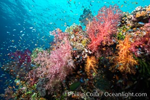 Dendronephthya soft corals and schooling Anthias fishes, feeding on plankton in strong ocean currents over a pristine coral reef. Fiji is known as the soft coral capitlal of the world, Dendronephthya, Pseudanthias, Gau Island, Lomaiviti Archipelago