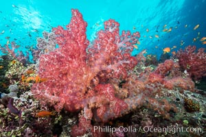 Dendronephthya soft corals and schooling Anthias fishes, feeding on plankton in strong ocean currents over a pristine coral reef. Fiji is known as the soft coral capitlal of the world, Dendronephthya, Pseudanthias, Gau Island, Lomaiviti Archipelago